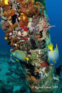 Two Queen Angelfish at The Salt Pier-Bonaire-Canon 5 D MK... by Richard Goluch 